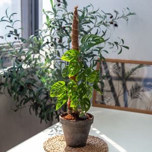 코코넛 수태봉 화분 식물지지대 몬스테라 코코봉 코코넛봉 60cm 슬림형