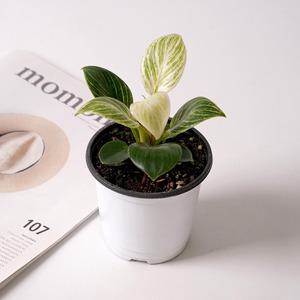 버킨콩고 키우기쉬운 식물 실내공기정화식물 몬스테라 소형 모종 포트