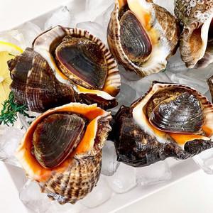 [지투지샵] 국내산 활 참소라 중 1kg