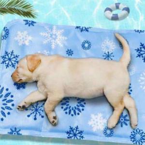 아크틱 아이스 쿨매트 냉감 패드 강아지 고양이 여름