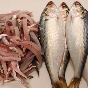 충남 서천 구이용 전어 1KG 내외 / 전어회 300G 내외 제철