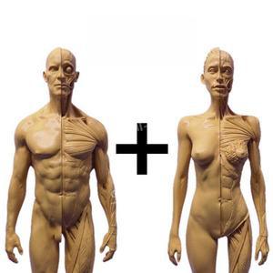 인체근육모형 마네킹 피규어 성인 남녀 해부학 교구