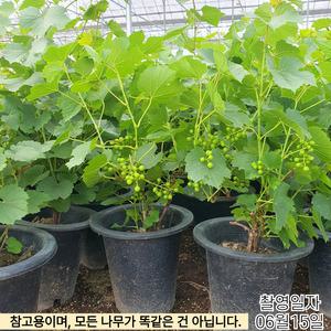 머루포도나무 개량왕머루화분묘목