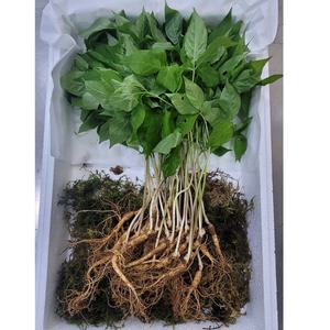 국내산 5-6년근 못난이 실속형 산양삼 50g,100g/산양산삼 장뇌삼