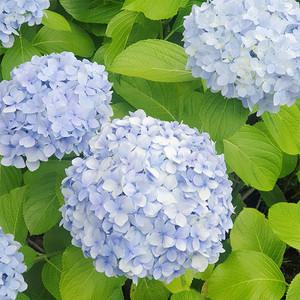 [제주] 상효수목원 입장권/제주도/수목원/식물원/축제/꽃/공원/핑크뮬리/동백