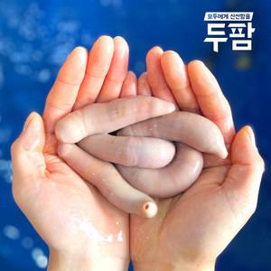 싱싱한 활 개불 7마리 한접시 손질개불