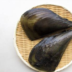 당일 채취한 싱싱한 자연산 키조개 1미 생물 원물키조개