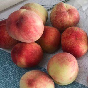말랑이 백도 복숭아 4kg 중소과