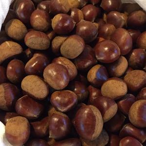 국내산 제철 부여 공주 햇밤 1kg