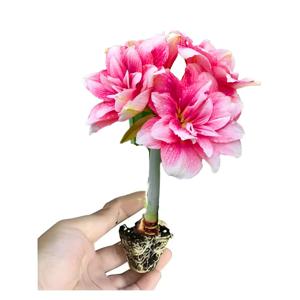 급속 뿌리 발아 Hippeastrum 껍질 재배 블록 Amaryllis 스탠드 무토양 자연 식물 꽃 묘목 도구 2Pcs