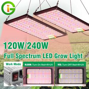 Led 성장 빛 120W 240W 전체 스펙트럼 디밍이 가능한 Phytolamp LM301H 칩 성장 텐트 온실 성장 상자에 식물
