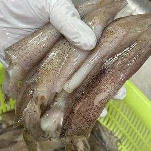 한국당일발송 생물 통찜용 총알 한치 500g (15-25미)