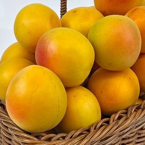 플럼코트 중대과 500g 부터 새콤달콤 자두처럼 풍부한 과즙 살구처럼 향긋하고 부드러운 식감 프리미엄 제철 과일
