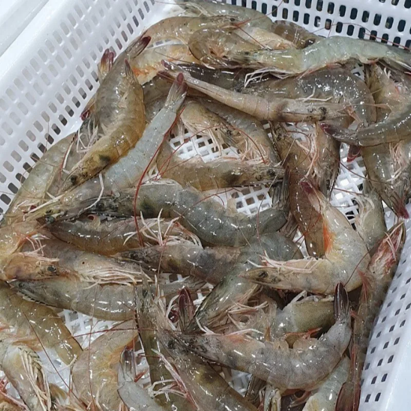 [푸디앤] 급냉 흰다리 새우  1kg(30미내외) / 씨알 좋고 선도좋은 국내산 신안 흰다리 새우