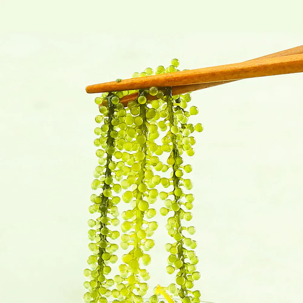 바다포도 100g (+참깨드레싱소스 20g) 팡팡 터지는 신기한 식감 영양가 높은 해조류 옥덩굴