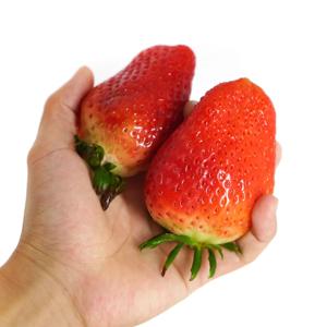 논산 킹스베리 대왕딸기 350g (개당 40g 이상 특사이즈)