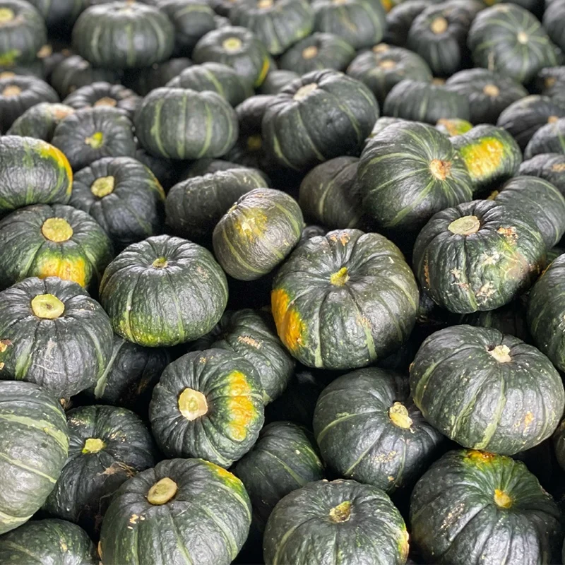 제주 미니 단호박 2kg 부터 진한 단맛 가득 포슬포슬한 식감 밤호박 보우짱 제철 건강 간식