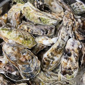 통영 산지직송 석화 각굴 3kg~10kg