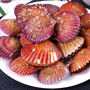 통영 자연산 세척 비단 홍가리비 산지직송 1kg