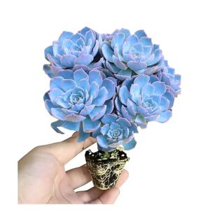 빠른 뿌리 성장 다육 식물 껍질 재배 스탠드 Echeveria Agavoides Lemaire 무토양 자연 식물 꽃 묘목 흙