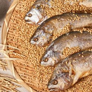 [대 28~30cm/175g 내외 x 4미] 영광 법성포 찜보리굴비