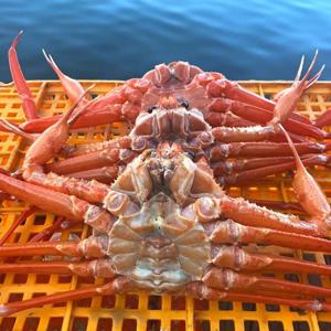 국내산 수율 80프로 독도 을릉도 홍게 3kg 8-10 마리