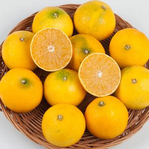 [오늘담은] 황금향(가정용) 3kg 내외(혼합과)  / 7-20과내외