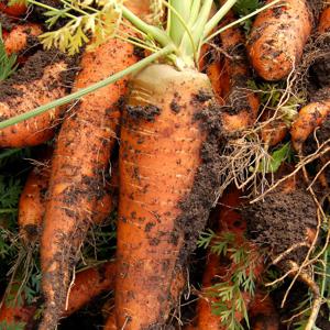 국내산 흙당근 1kg (중) / 개당 100g~130g