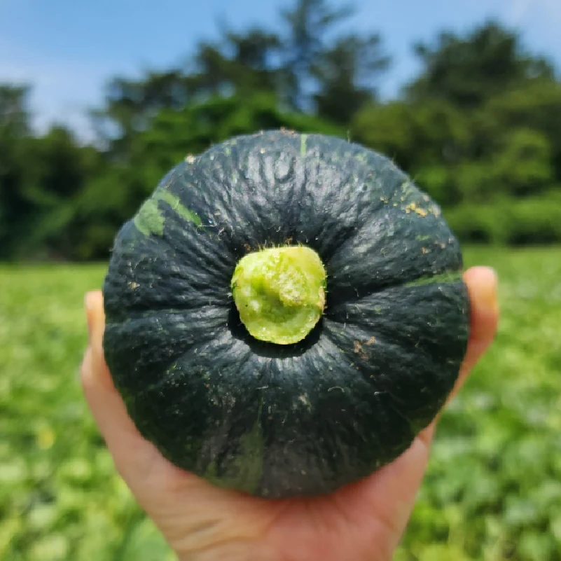 우리땅 제주에서 자란 포근달콤한 보우짱 미니 단호박 1.5kg 2.5kg 4.5kg 9kg