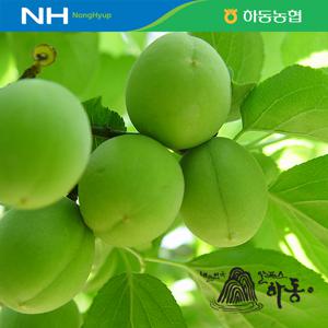 [5월27일부터 순차출고][하동농협]농협선별 하동 청매실 5kg/대,특,왕특