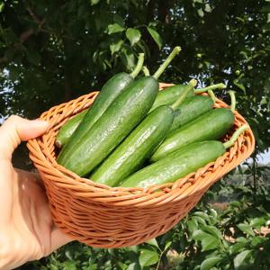 [과일꾼] 미니오이 스낵오이 손질 필요없는 간편 아삭오이 1kg 外