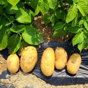 [NEW 신품종!] 황금빛 진한 부드러움 골든에그 감자 3kg/5kg
