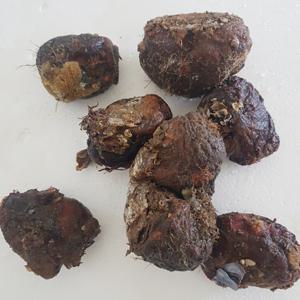 돌멍게 1kg