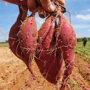 해남 고구마 호박고구마 꿀고구마 베니하루카 산지직송 1kg  대왕 1+1행사/ 무료배송 이벤트