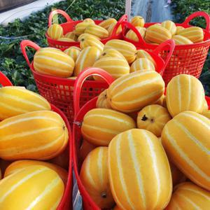 당일수확 성주참외 가정용 혼합랜덤과 참외 제철 3kg (신선집중) / 특별 할인 중
