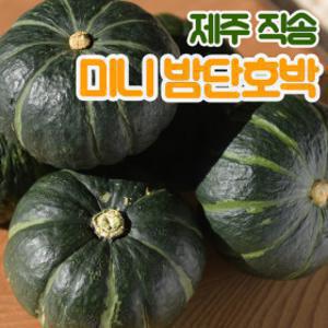 (신선집중) 제주직송 밤단호박 보우짱 제주 미니 밤 단호박 4kg(8과~20과)