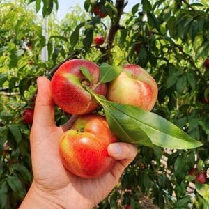비타민연구소 상위10% 신비복숭아 800g 1kg GAP 저탄소 복숭아 당일수확 당일발송