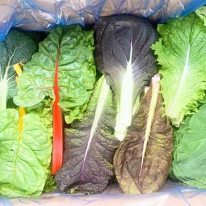 신선한 유기농 쌈채소 1kg 10종 600g 6종 신선한 쌈야채 샐러드 모듬채소 /29일까지 특별할인 +무료배송