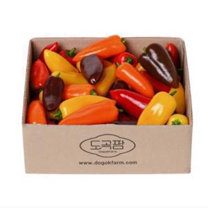 (신선집중) 10% / 화순 도곡팜 미니 파프리카 1.2kg (벌크포장)
