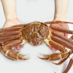 (신선집중) 꽉 찬 수율 통통한 러시아산 활 대게 1미 800~900g / 2마리 이상 구매시 손질 가위 증정