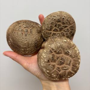 논산 무농약 표고 버섯 1kg 신선 산지직송 대 중 소 못난이 무료배송 무농약표고 _못난이 1kg(20-40g 내외)