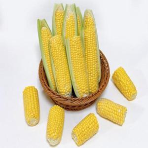 산지직송 제주 초당옥수수 당도선별 초당 옥수수 특품(15~17cm) 10개 5개