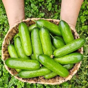 국내산 미니오이  아삭한 스낵오이 1kg