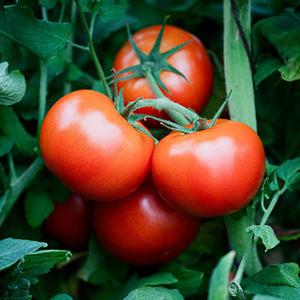 찰토마토 제철 반숙 완숙 5kg 산지직송 소 사이즈 산지 첫 출하 무료배송