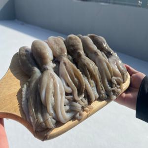 대왕사이즈 선동 활 주꾸미 1kg  12미 내외 암수랜덤 큰 쭈꾸미 쭈삼 불고기 통 주꾸미 볶음