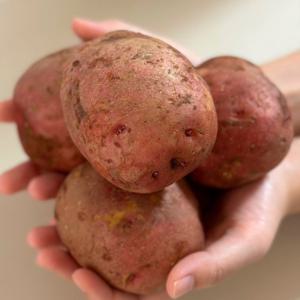 25년 햇 카스테라 홍감자 특 1.5kg