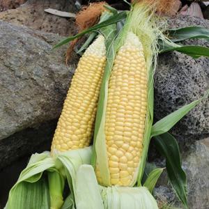 초당옥수수 해남 제철 초당 옥수수 햇옥수수 10개 비품(7~14cm) 해남농가 산지직송- 무료배송 이벤트