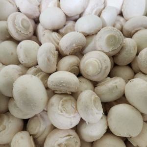 양송이버섯 못난이  1kg 2kg GAP인증 가정용 양송이 국내산 부여농장 재배  우체국택배 당일발송