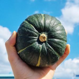 밤호박 미니단호박 미니밤호박 보우짱 제주단호박 2kg / 2kg 동일옵션 2개 구매시 5kg(서비스1kg 추가) 배송