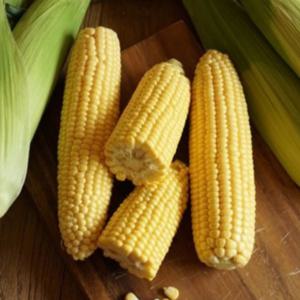 제철 꿀 뚝뚝 초당옥수수 밀양 해남 의령 중품 초당옥수수 10개 (7-13cm)